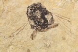 Partial Fossil Insect (Hymenoptera) - France #295311-1